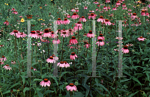 Picture of Echinacea purpurea 