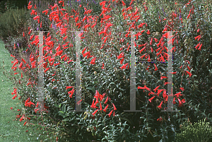 Picture of Penstemon isophyllus 