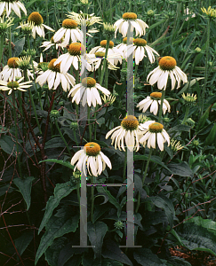 Picture of Echinacea purpurea 'White Swan'