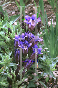 Picture of Gentiana septemfida 