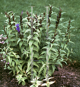 Picture of Gentiana asclepiadea 