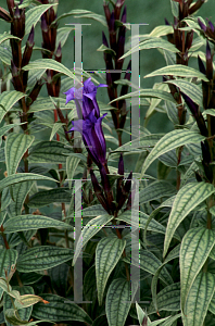 Picture of Gentiana asclepiadea 