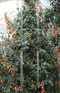 Picture of Eccremocarpus scaber 