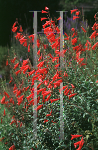 Picture of Penstemon isophyllus 