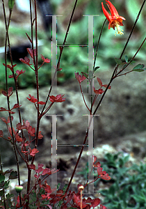 Picture of Aquilegia triternata 