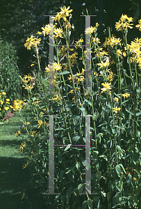 Picture of Helenium puberulum 