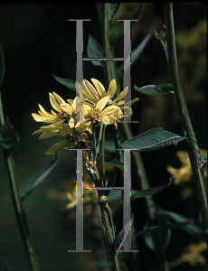 Picture of Helenium puberulum 