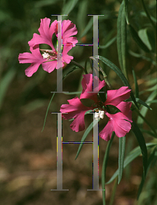 Picture of Clarkia pulchella 