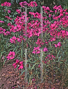 Picture of Clarkia pulchella 