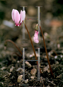 Picture of Cyclamen hederifolium 