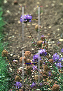 Picture of Jasione laevis 