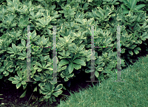 Picture of Pachysandra terminalis 'Variegata'