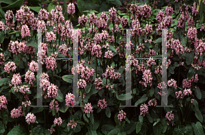 Picture of Stachys officinalis 'Grandiflora'