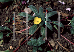 Picture of Camissonia cheiranthifolia 