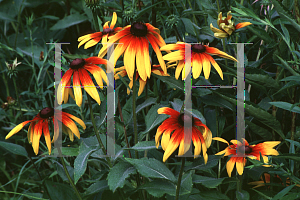 Picture of Rudbeckia hirta 