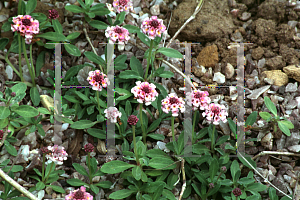 Picture of Phyla nodiflora var. rosea 