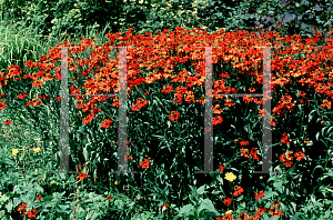 Picture of Helenium autumnale 