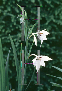 Picture of Gladiolus callianthus 