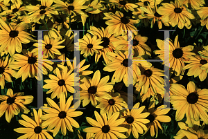 Picture of Rudbeckia hirta 'Indian Summer'