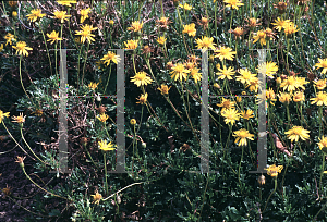 Picture of Haplopappus glutinosus 