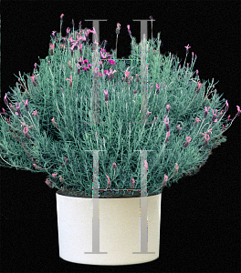 Picture of Lavandula stoechas 