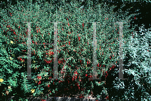 Picture of Fuchsia magellanica 