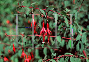 Picture of Fuchsia magellanica 