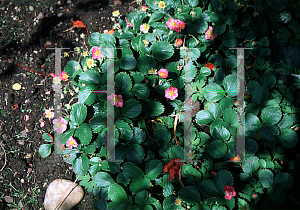 Picture of Fragaria frel 'Lipstick'