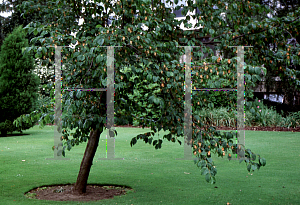 Picture of Ostrya carpinifolia 