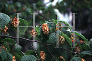 Picture of Ostrya carpinifolia 