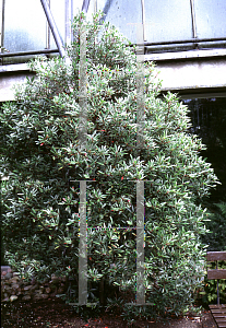 Picture of Drimys lanceolata 