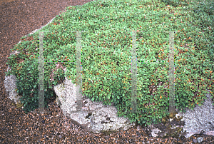 Picture of Dryas octopetala var. asiatica 