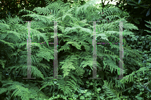 Picture of Dryopteris filix-mas 