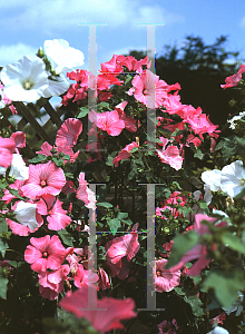 Picture of Lavatera x 'Salmon Beauty'