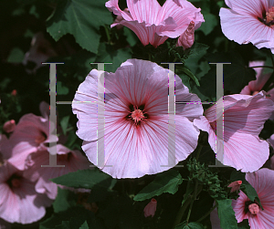 Picture of Lavatera x 'Pink Beauty'