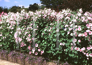 Picture of Lavatera x 'Pink Beauty'