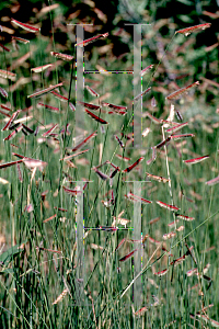 Picture of Bouteloua gracilis 