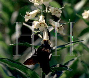 Picture of Digitalis lutea 