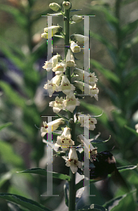 Picture of Digitalis lutea 