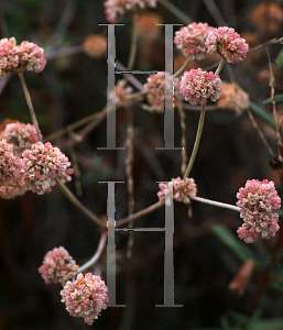 Picture of Eriogonum parvifolium 