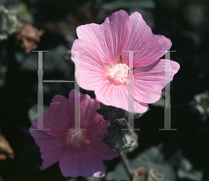 Picture of Malva moschata 