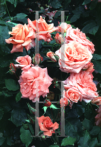 Picture of Rosa  'Lady Taylor'