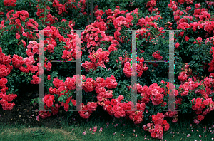 Picture of Rosa  'Flower Carpet'