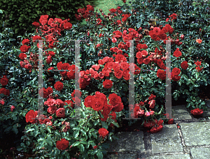 Picture of Rosa  'Trumpeter'