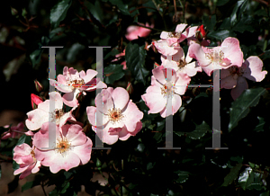 Picture of Rosa  'Rosy Cushion'