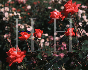 Picture of Rosa  'Frystan'