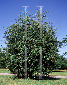 Picture of Quercus agrifolia 