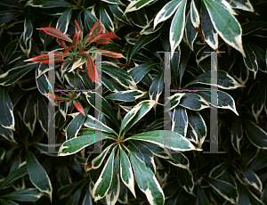 Picture of Pieris japonica 'Variegata'