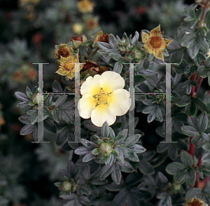 Picture of Potentilla fruticosa 'Vilmoriniana'