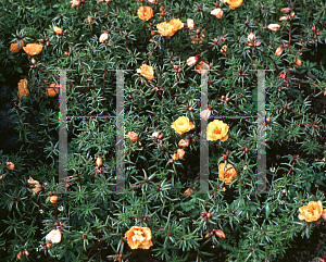 Picture of Portulaca grandiflora 'Sundial Mango'